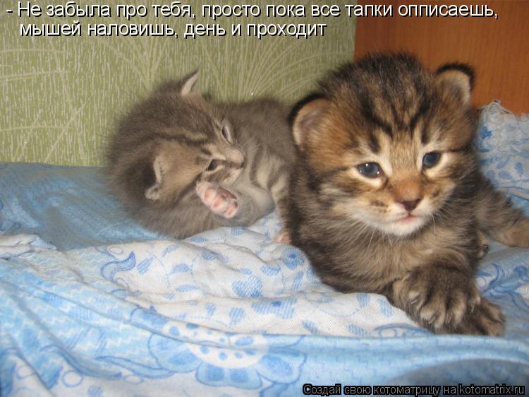Котоматрица: - Не забыла про тебя, просто пока все тапки опписаешь,  мышей наловишь, день и проходит