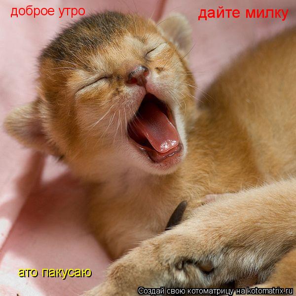 Котоматрица: доброе утро  дайте милку ато пакусаю