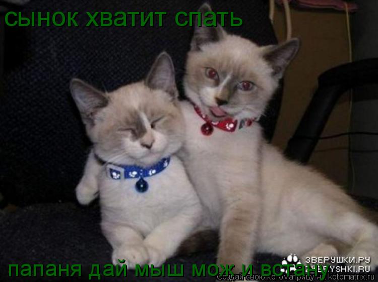 Котоматрица: папаня дай мыш мож и встану сынок хватит спать