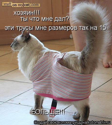 Котоматрица: хозяин!!! ты что мне дал? эти трусы мне размеров так на 15 БОЛЬШЕ!!!