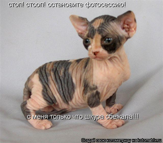 Котоматрица: стоп! стооп! остановите фотосессию! с меня только что шкура сбежала!!!
