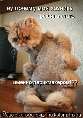 Котоматрица: ну почему моя хозяйка решила стать именно парикмахером!??