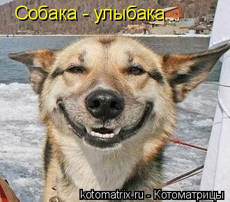 Котоматрица: Собака - улыбака .