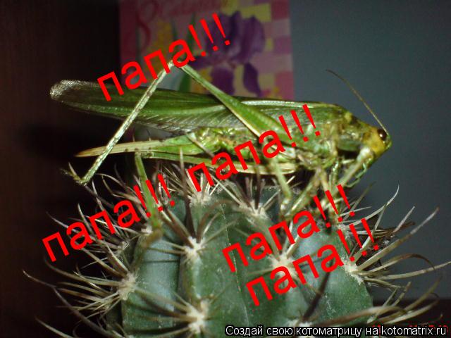 Котоматрица: папа!!! папа!!! папа!!! папа!!! папа!!!