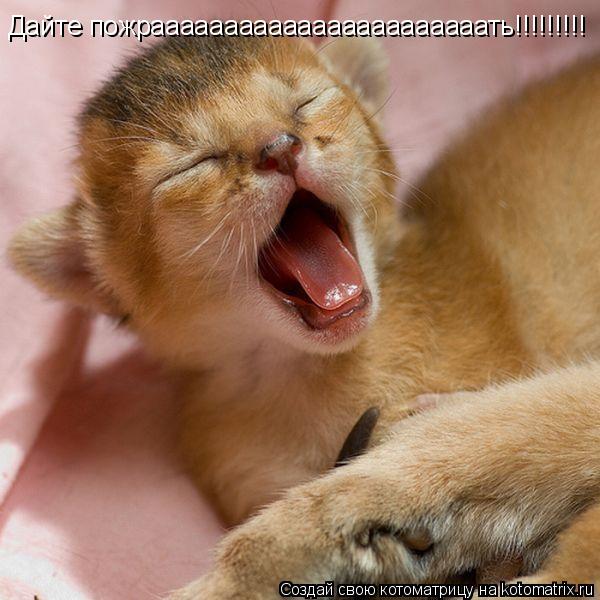 Котоматрица: Дайте пожрааааааааааааааааааааааать!!!!!!!!!