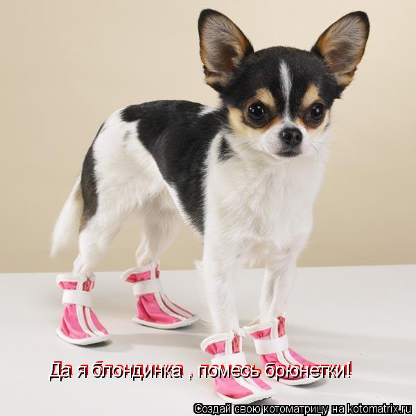 Котоматрица: Да я блондинка , помесь брюнетки! Да я блондинка , помесь брюнетки!