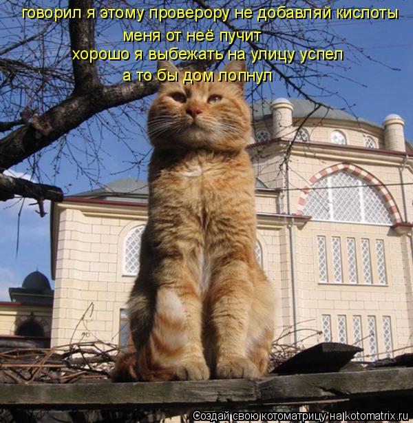 Котоматрица: говорил я этому проверору не добавляй кислоты меня от неё пучит хорошо я выбежать на улицу успел а то бы дом лопнул
