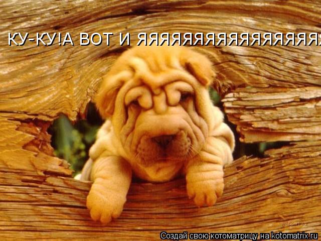 Котоматрица: КУ-КУ!А ВОТ И ЯЯЯЯЯЯЯЯЯЯЯЯЯЯЯЯЯЯЯЯ