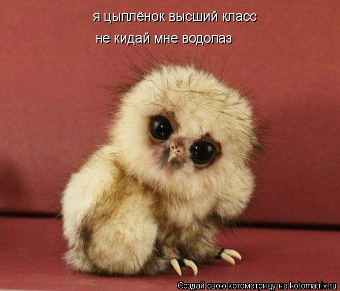 Котоматрица: я цыплёнок высший класс не кидай мне водолаз