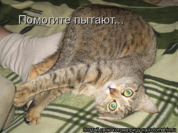 Котоматрица: Помогите пытают...