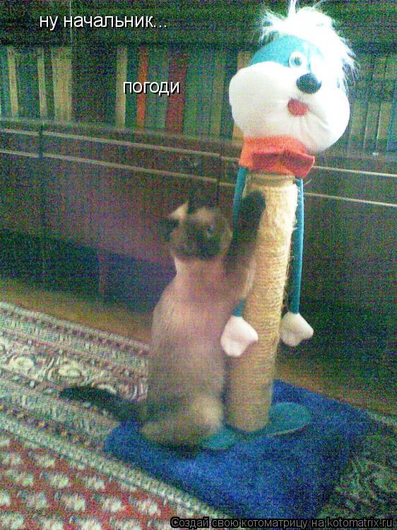 Котоматрица: ну начальник... погоди
