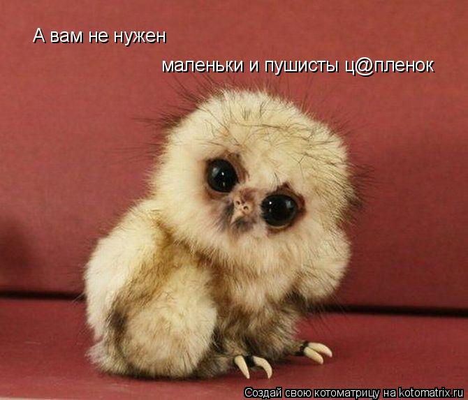 Котоматрица: А вам не нужен маленьки и пушисты ц@пленок