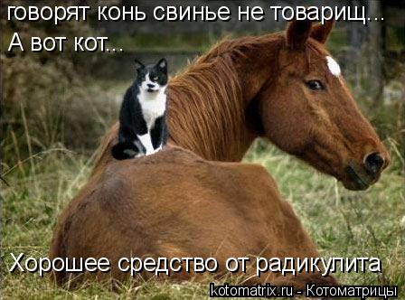 Котоматрица: говорят конь свинье не товарищ... А вот кот... Хорошее средство от радикулита