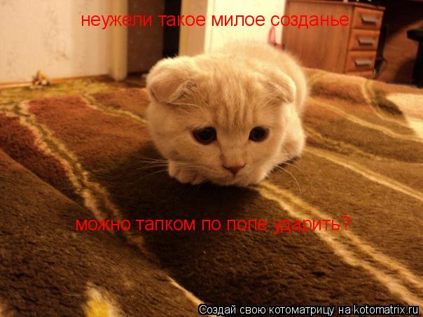Котоматрица: неужели такое милое созданье можно тапком по попе ударить?