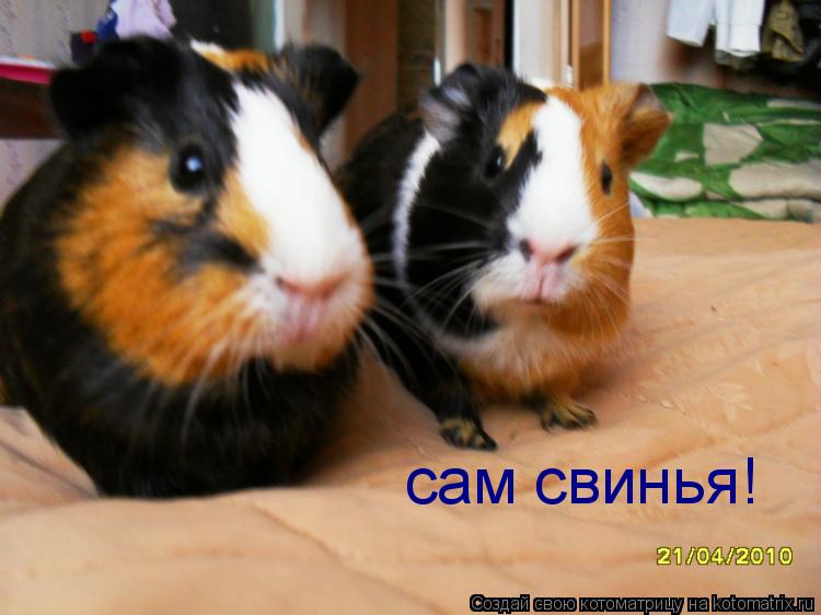 Котоматрица: сам свинья!