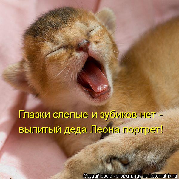 Котоматрица: Глазки слепые и зубиков нет -  вылитый деда Леона портрет!
