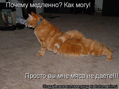 Котоматрица: Почему медленно? Как могу! Просто вы мне мяса не даёте!!!
