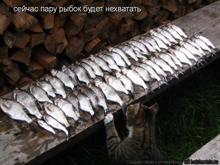 Котоматрица: сейчас пару рыбок будет нехватать