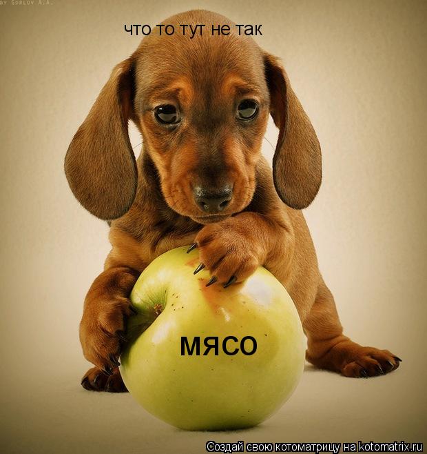 Котоматрица: что то тут не так мясо