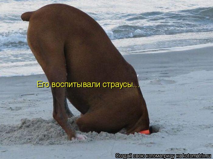 Котоматрица: Его воспитывали страусы...