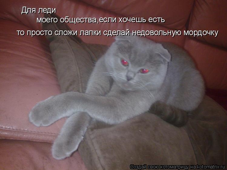 Котоматрица: Для леди моего общества, если хочешь есть то просто сложи лапки сделай недовольную мордочку