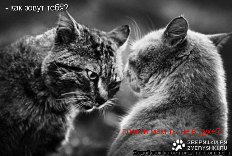 Котоматрица: - как зовут тебя? - прости мам ты не в духе?