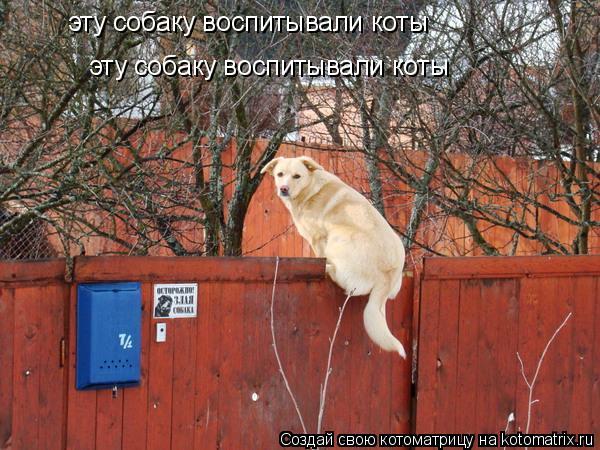 Котоматрица: эту собаку воспитывали коты эту собаку воспитывали коты