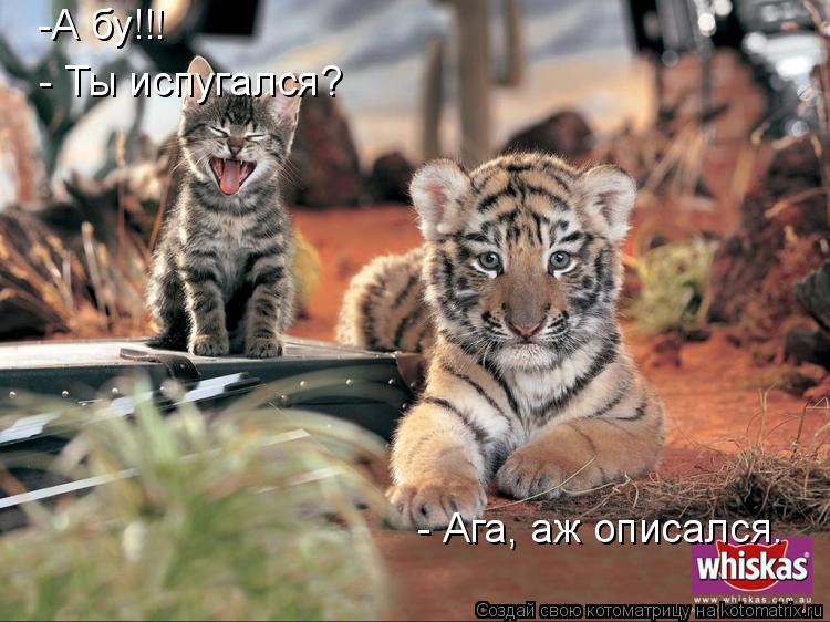 Котоматрица: -А бу!!! - Ты испугался? - Ага, аж описался.