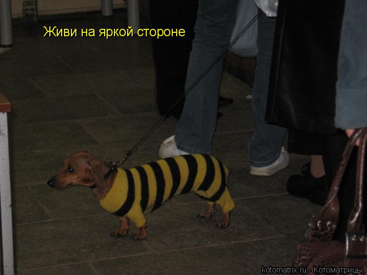 Котоматрица: Живи на яркой стороне