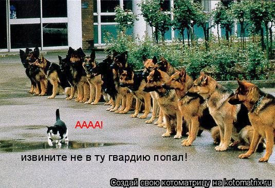 Котоматрица: извините не в ту гвардию попал! АААА!