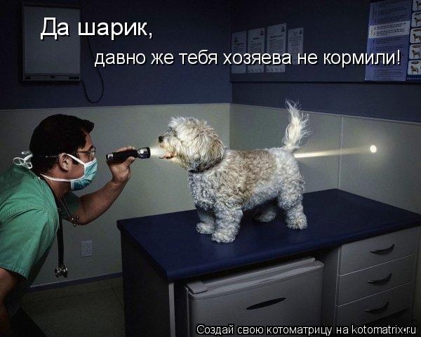 Котоматрица: Да шарик, давно же тебя хозяева не кормили!
