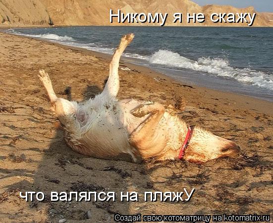 Котоматрица: Никому я не скажу что валялся на пляжУ