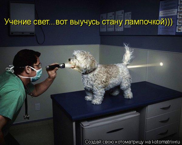 Котоматрица: Учение свет...вот выучусь стану лампочкой)))