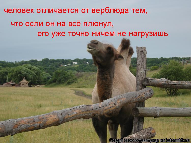 Котоматрица: человек отличается от верблюда тем, что если он на всё плюнул, его уже точно ничем не нагрузишь