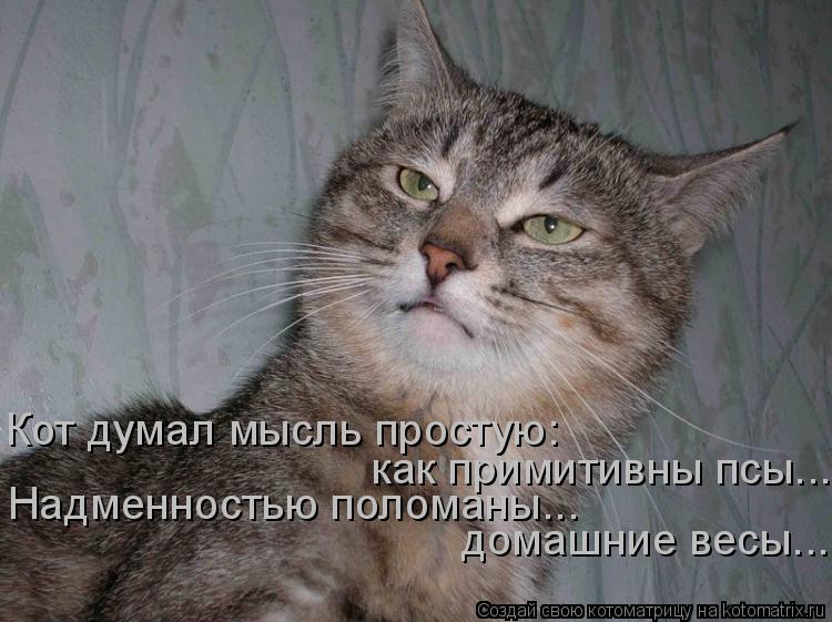 Котоматрица: Кот думал мысль простую:  как примитивны псы... Надменностью поломаны...  домашние весы...