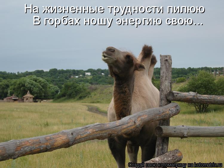 Котоматрица: На жизненные трудности пилюю В горбах ношу энергию свою...