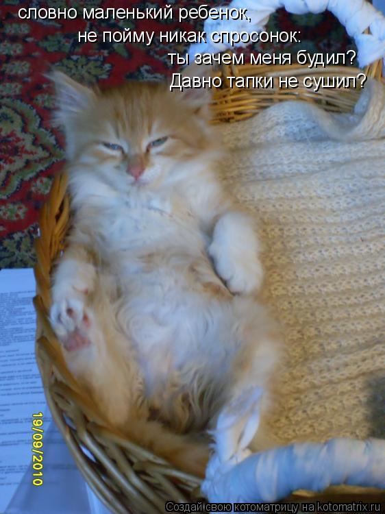 Котоматрица: словно маленький ребенок, не пойму никак спросонок: ты зачем меня будил? Давно тапки не сушил?