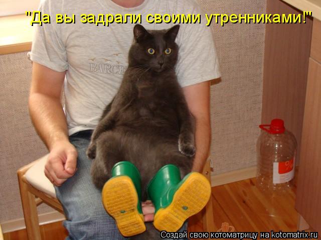 Котоматрица: "Да вы задрали своими утренниками!"