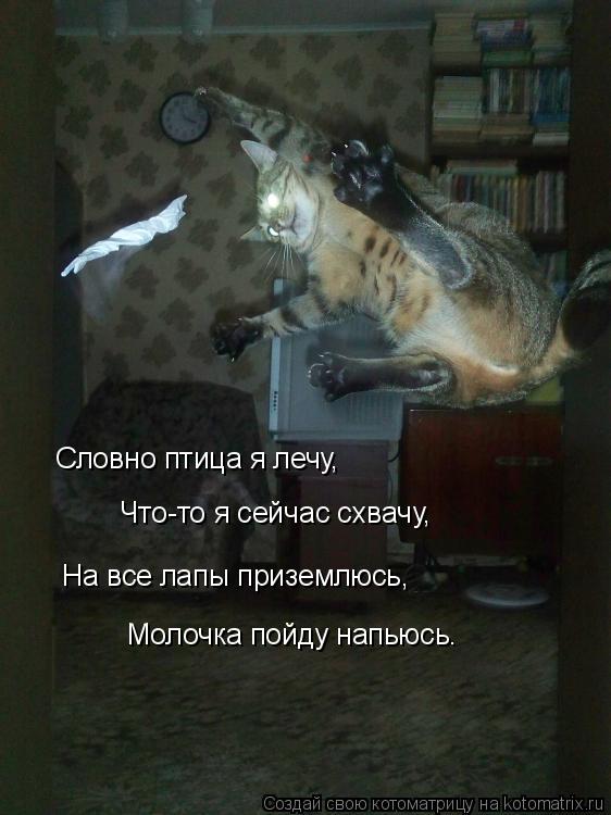 Котоматрица: Словно птица я лечу, Что-то я сейчас схвачу, На все лапы приземлюсь, Молочка пойду напьюсь.
