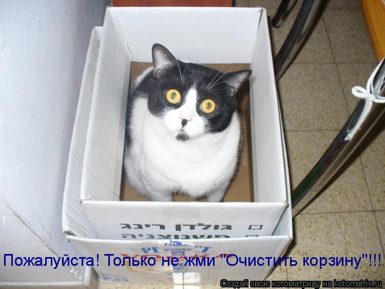 Котоматрица: Пожалуйста! Только не жми "Очистить корзину"!!!