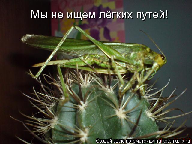 Котоматрица: Мы не ищем лёгких путей!