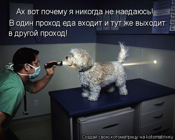Котоматрица: Ах вот почему я никогда не наедаюсь! В один проход еда входит и тут же выходит в другой проход!