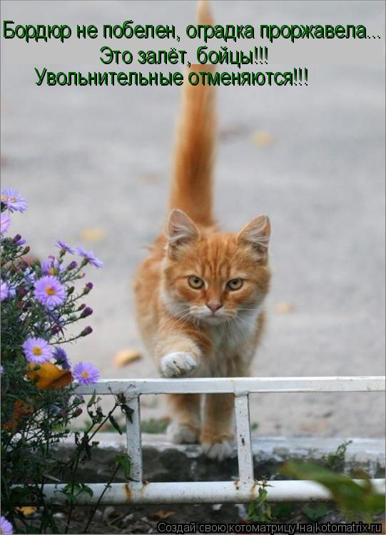 Котоматрица: Бордюр не побелен, оградка проржавела... Это залёт, бойцы!!! Увольнительные отменяются!!!