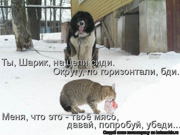 Котоматрица: Ты, Шарик, на цепи сиди. Округу, по горизонтали, бди. Меня, что это - твоё мясо,  давай, попробуй, убеди...