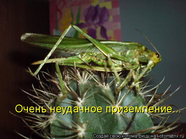 Котоматрица: Очень неудачное приземление...