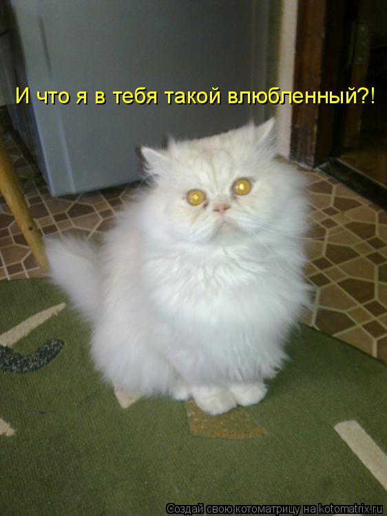 Котоматрица: И что я в тебя такой влюбленный?!