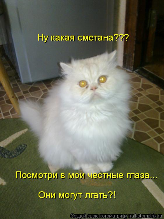 Котоматрица: Ну какая сметана??? Посмотри в мои честные глаза... Они могут лгать?!