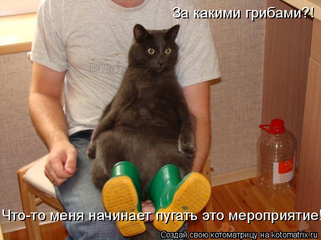 Котоматрица: За какими грибами?! Что-то меня начинает пугать это мероприятие!