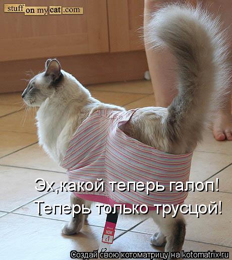 Котоматрица: Эх,какой теперь галоп! Теперь только трусцой!