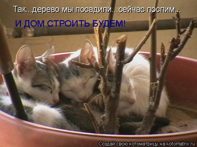Котоматрица: Так...дерево мы посадили...сейчас поспим... И ДОМ СТРОИТЬ БУДЕМ!